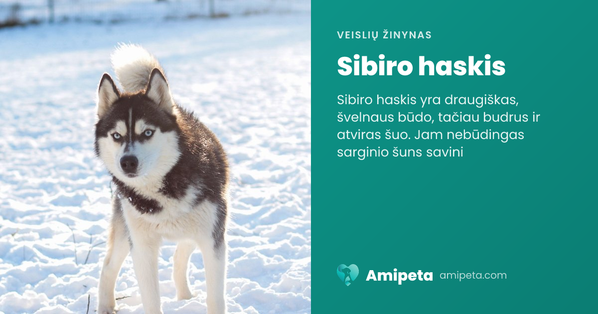 Sibiro haskis – veislės aprašymas | Amipeta