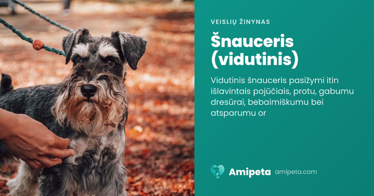 Šnauceris (vidutinis) – veislės aprašymas | Amipeta