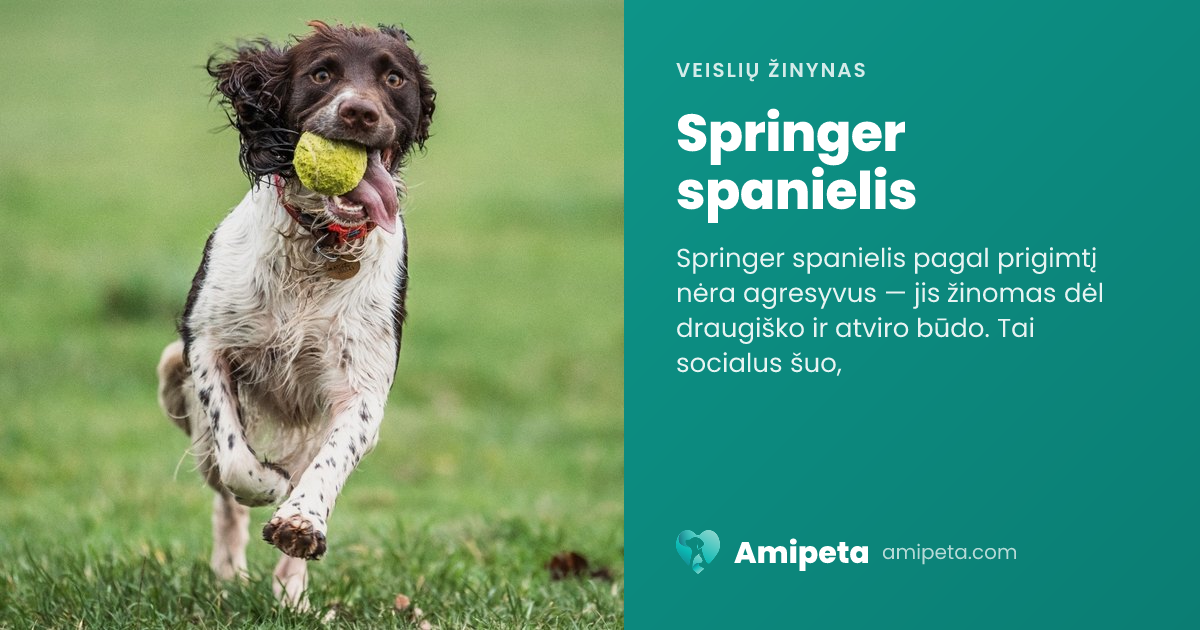 Springer spanielis – veislės aprašymas | Amipeta