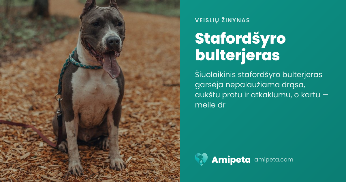 Stafordšyro bulterjeras – veislės aprašymas | Amipeta