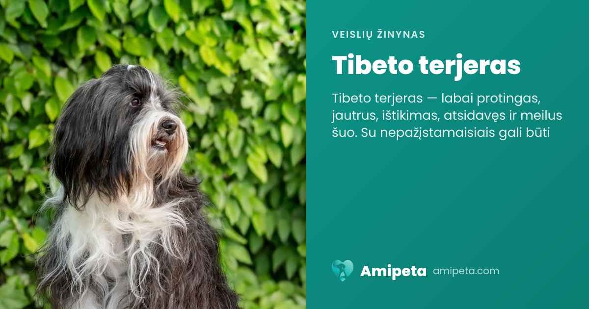 Tibeto terjeras – veislės aprašymas | Amipeta