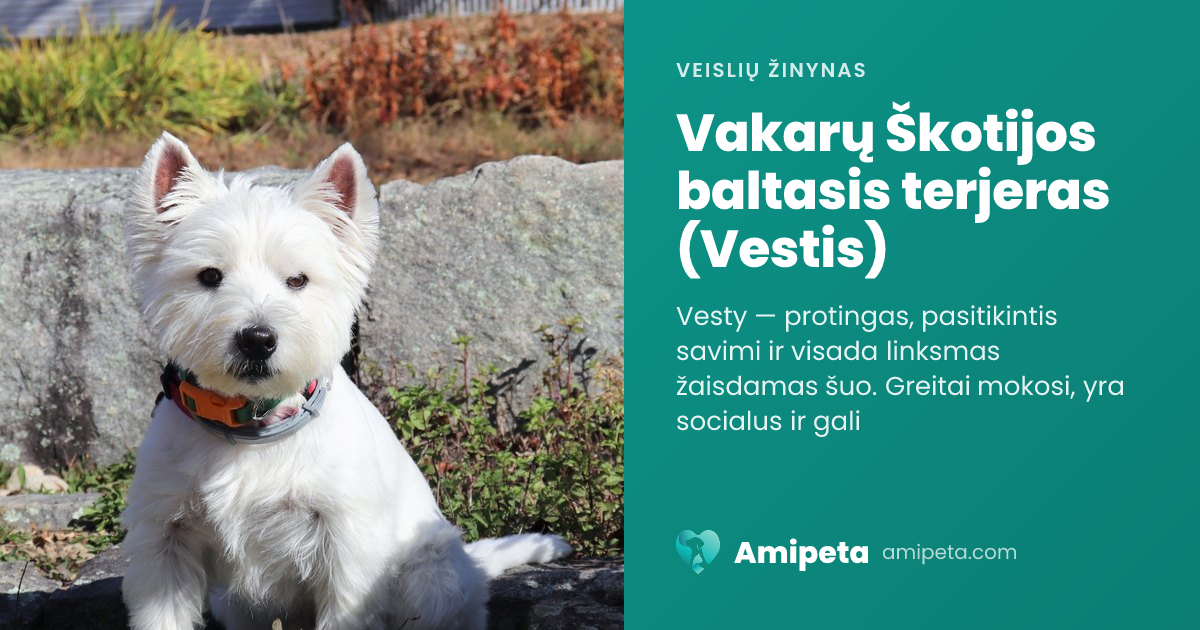 Vakarų Škotijos baltasis terjeras (Vestis) – veislės aprašymas | Amipeta