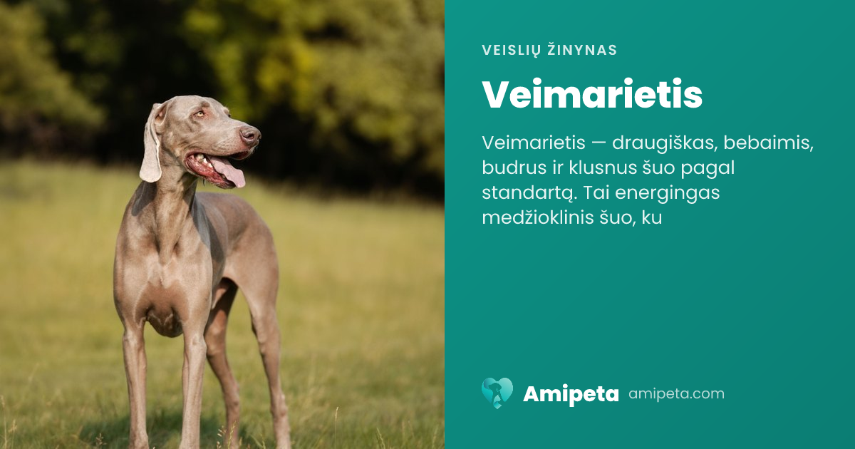 Veimarietis – veislės aprašymas | Amipeta