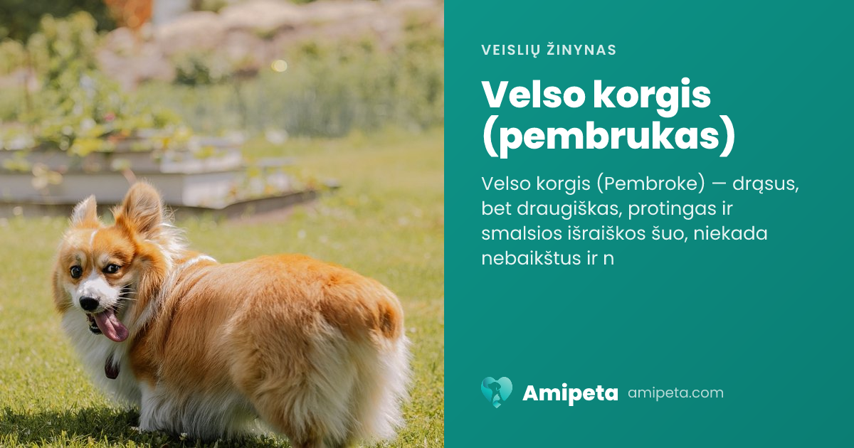 Velso korgis (pembrukas) – veislės aprašymas | Amipeta