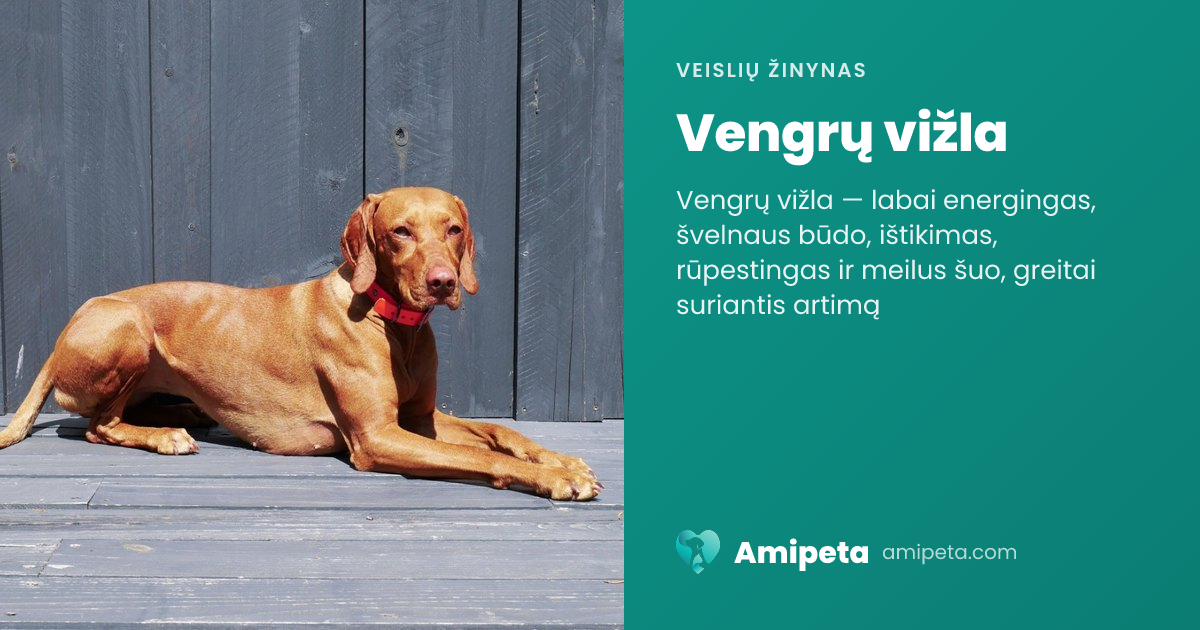 Vengrų vižla – veislės aprašymas | Amipeta