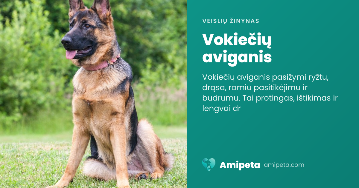 Vokiečių aviganis – veislės aprašymas | Amipeta