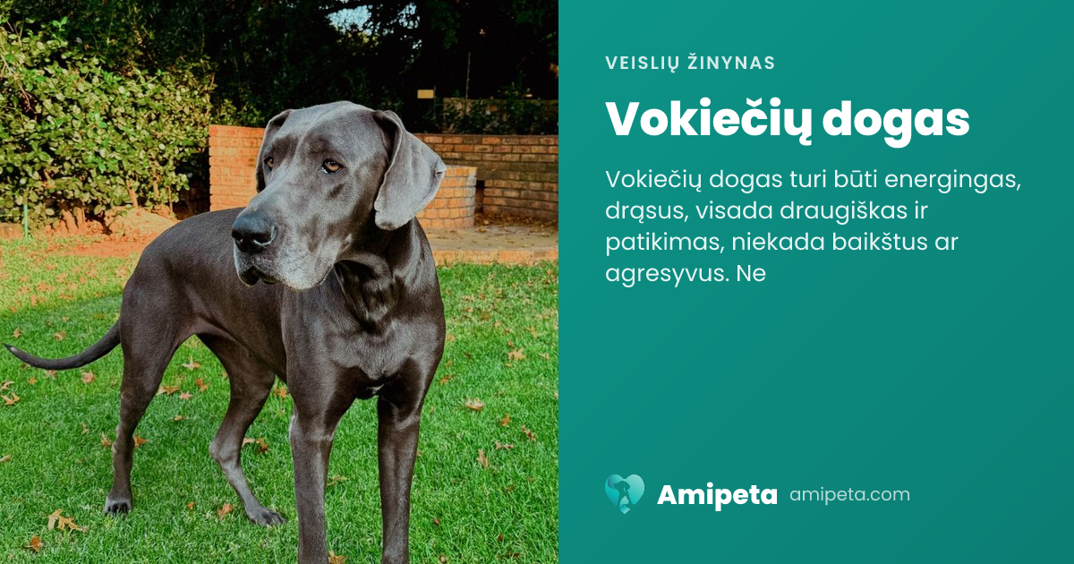 Vokiečių dogas – veislės aprašymas | Amipeta