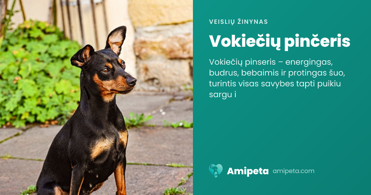 Vokiečių pinčeris – veislės aprašymas | Amipeta