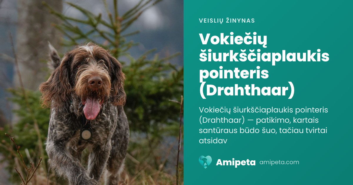 Vokiečių šiurkščiaplaukis pointeris (Drahthaar) – veislės aprašymas | Amipeta
