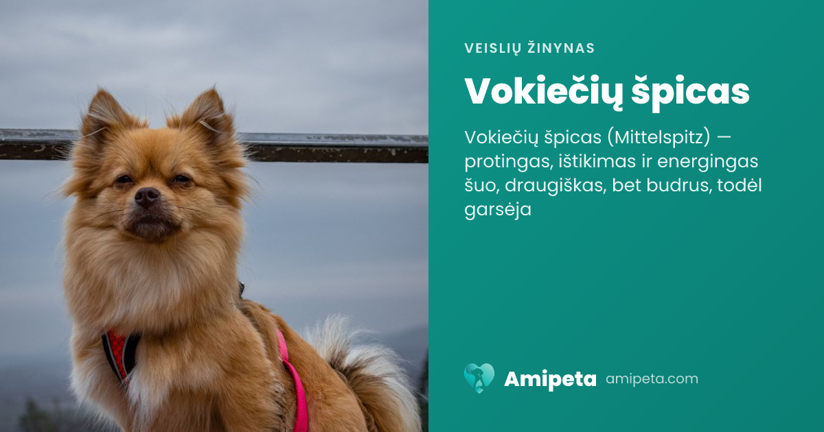 Vokiečių špicas – veislės aprašymas | Amipeta