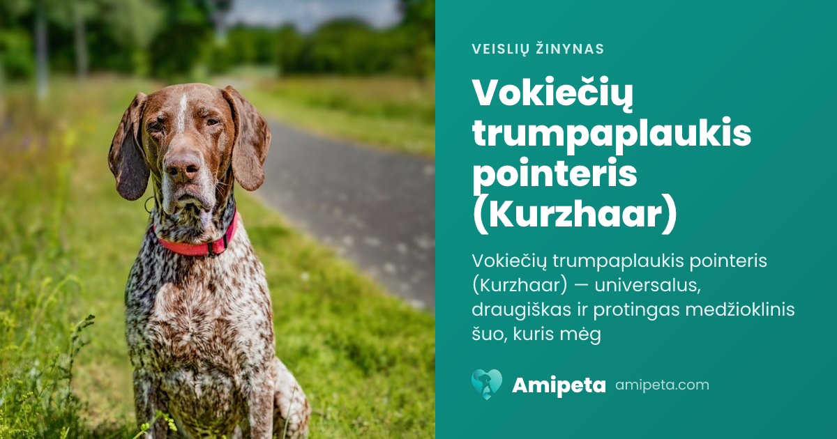 Vokiečių trumpaplaukis pointeris (Kurzhaar) – veislės aprašymas | Amipeta