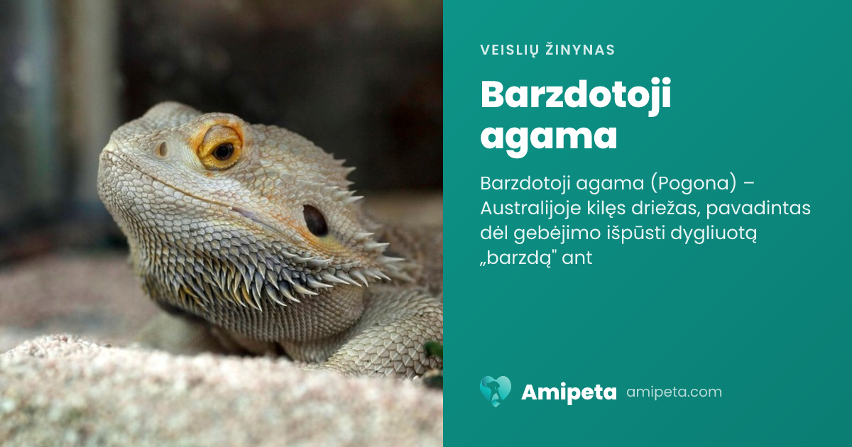 Barzdotoji agama – veislės aprašymas | Amipeta
