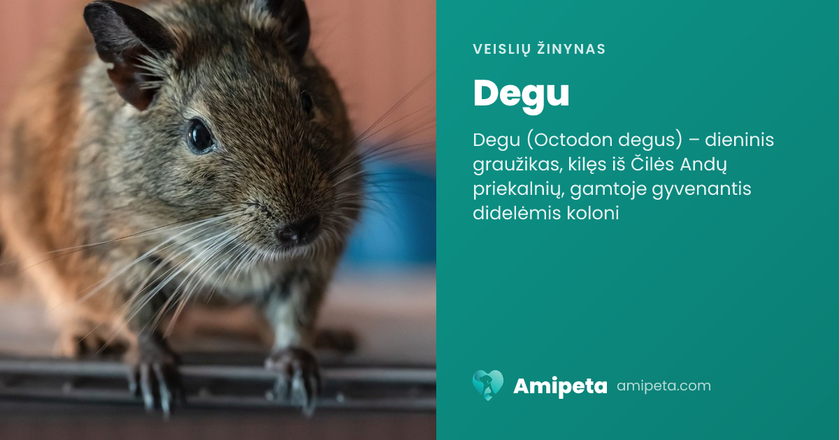 Degu – veislės aprašymas | Amipeta