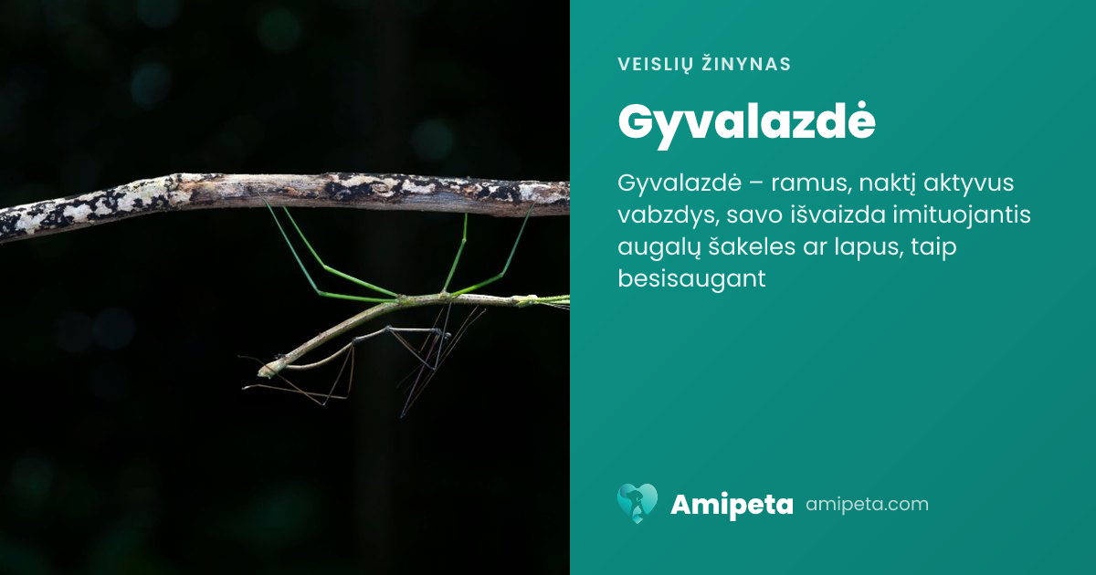 Gyvalazdė – veislės aprašymas | Amipeta