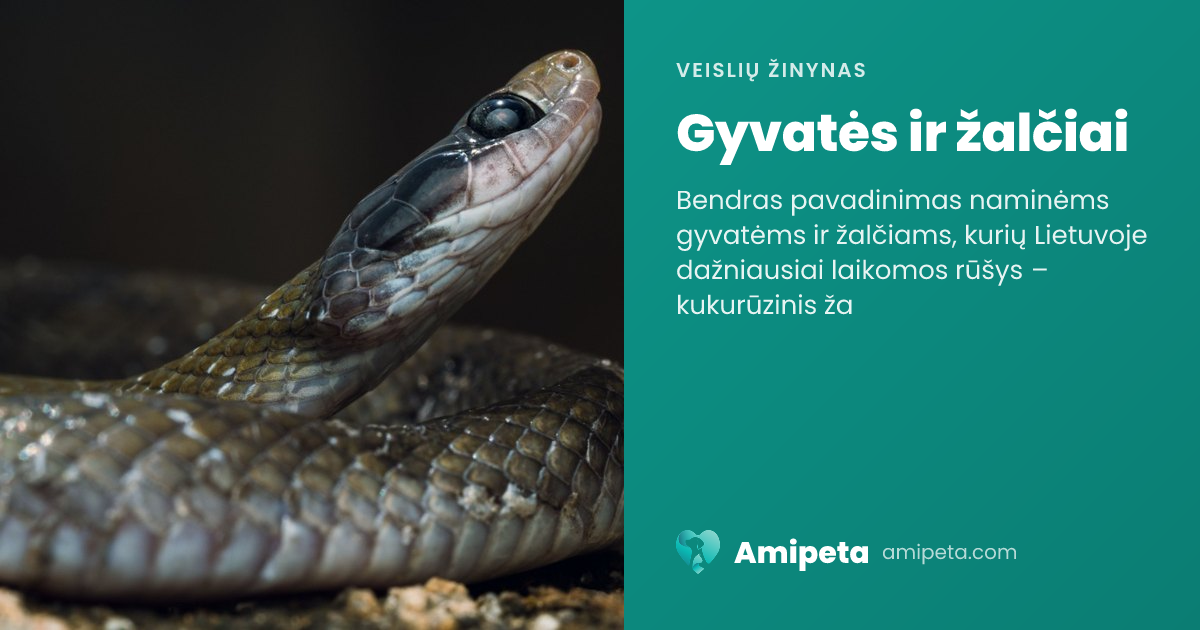 Gyvatės ir žalčiai – veislės aprašymas | Amipeta