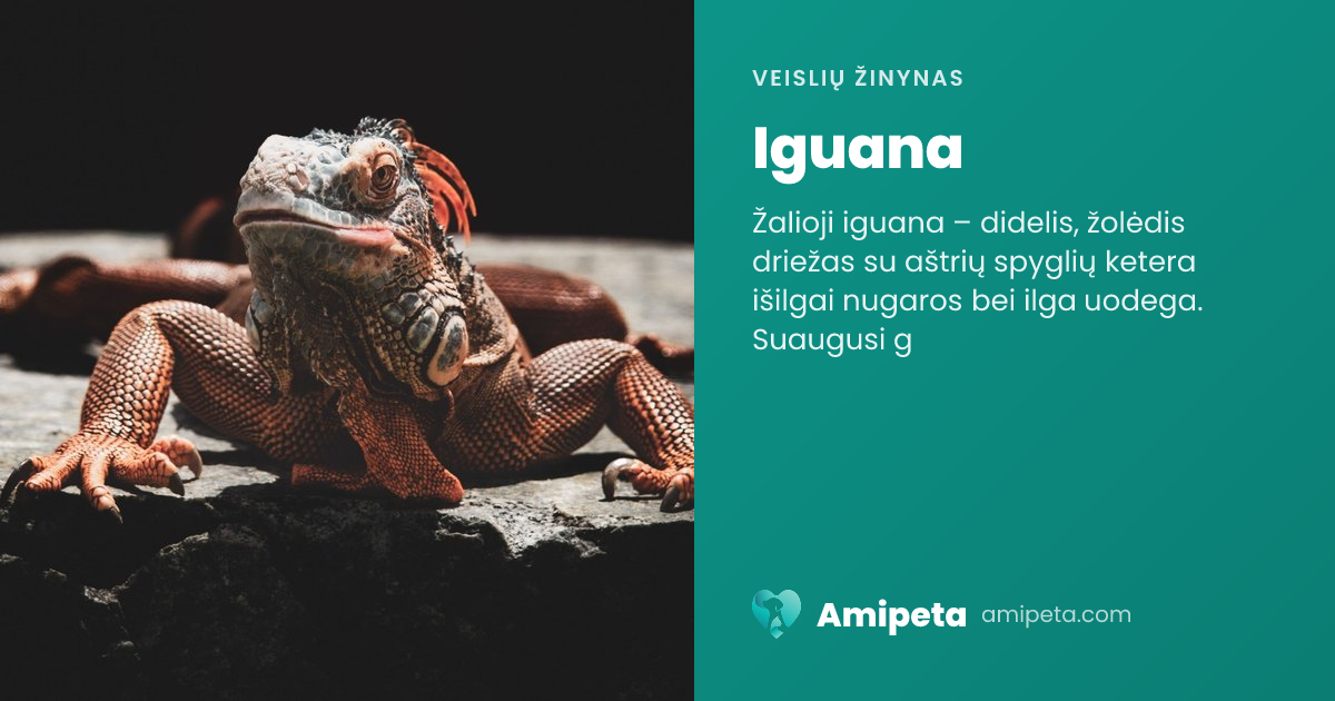 Iguana – veislės aprašymas | Amipeta