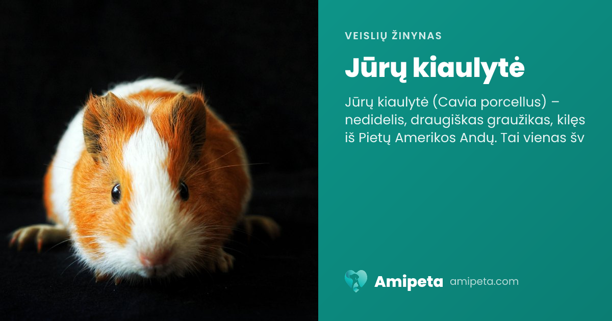 Jūrų kiaulytė – veislės aprašymas | Amipeta