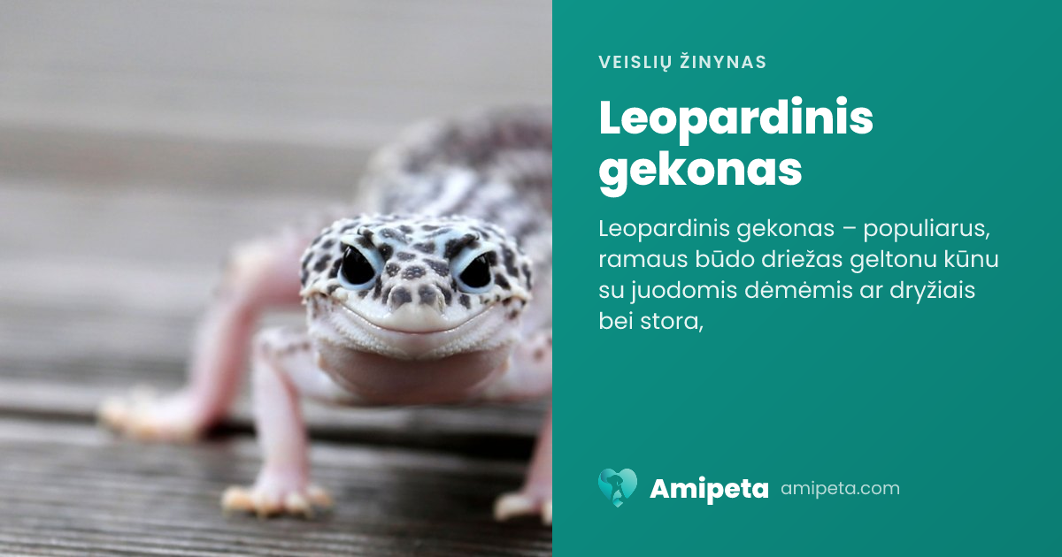 Leopardinis gekonas – veislės aprašymas | Amipeta