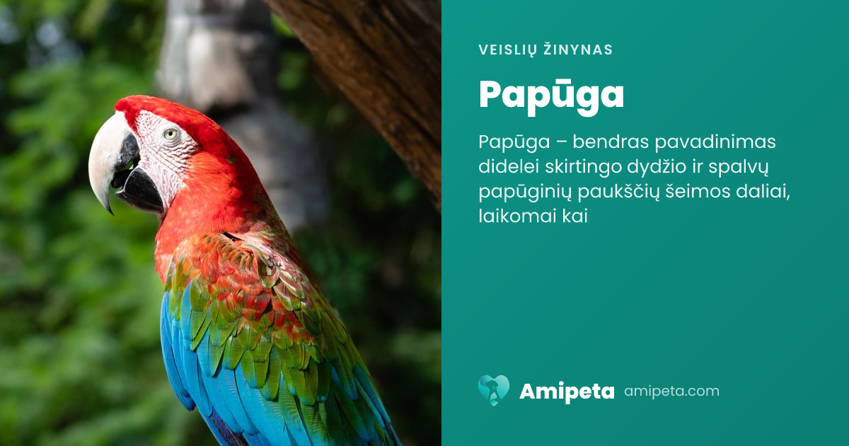 Papūga – veislės aprašymas | Amipeta