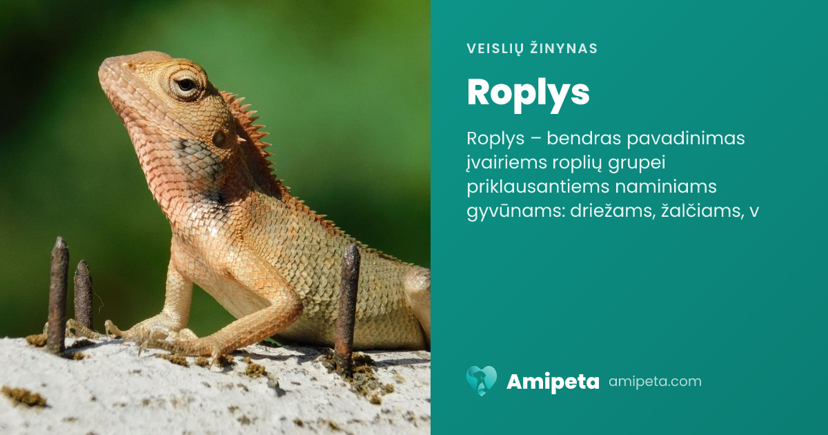Roplys – veislės aprašymas | Amipeta