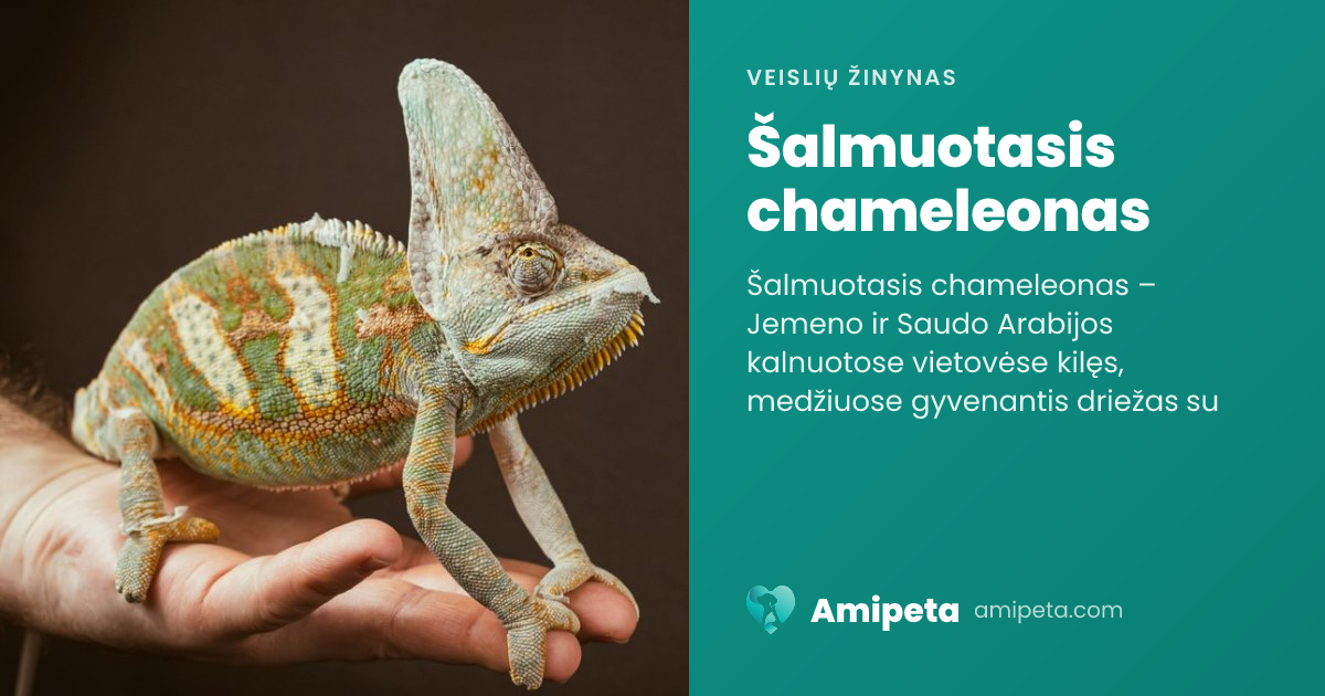 Šalmuotasis chameleonas – veislės aprašymas | Amipeta
