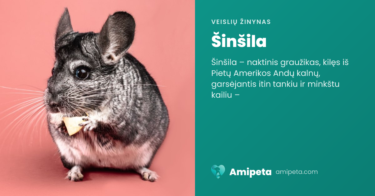 Šinšila – veislės aprašymas | Amipeta
