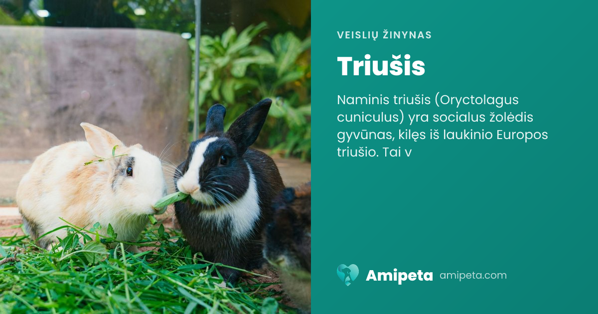 Triušis – veislės aprašymas | Amipeta