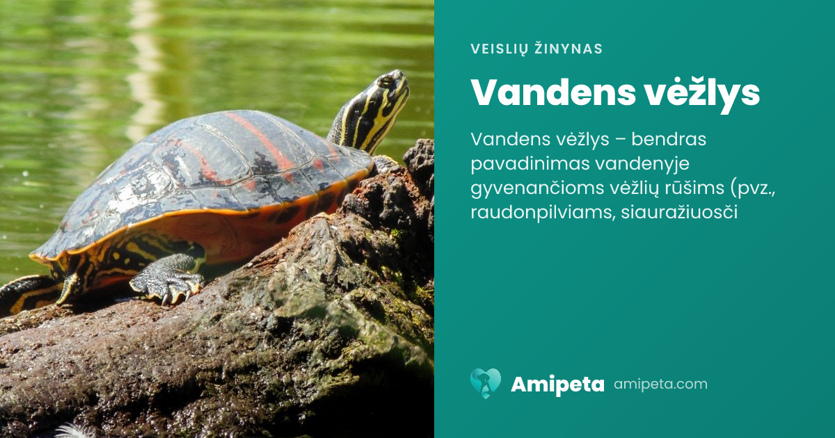 Vandens vėžlys – veislės aprašymas | Amipeta