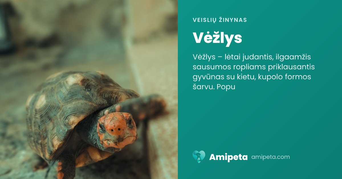 Vėžlys – veislės aprašymas | Amipeta
