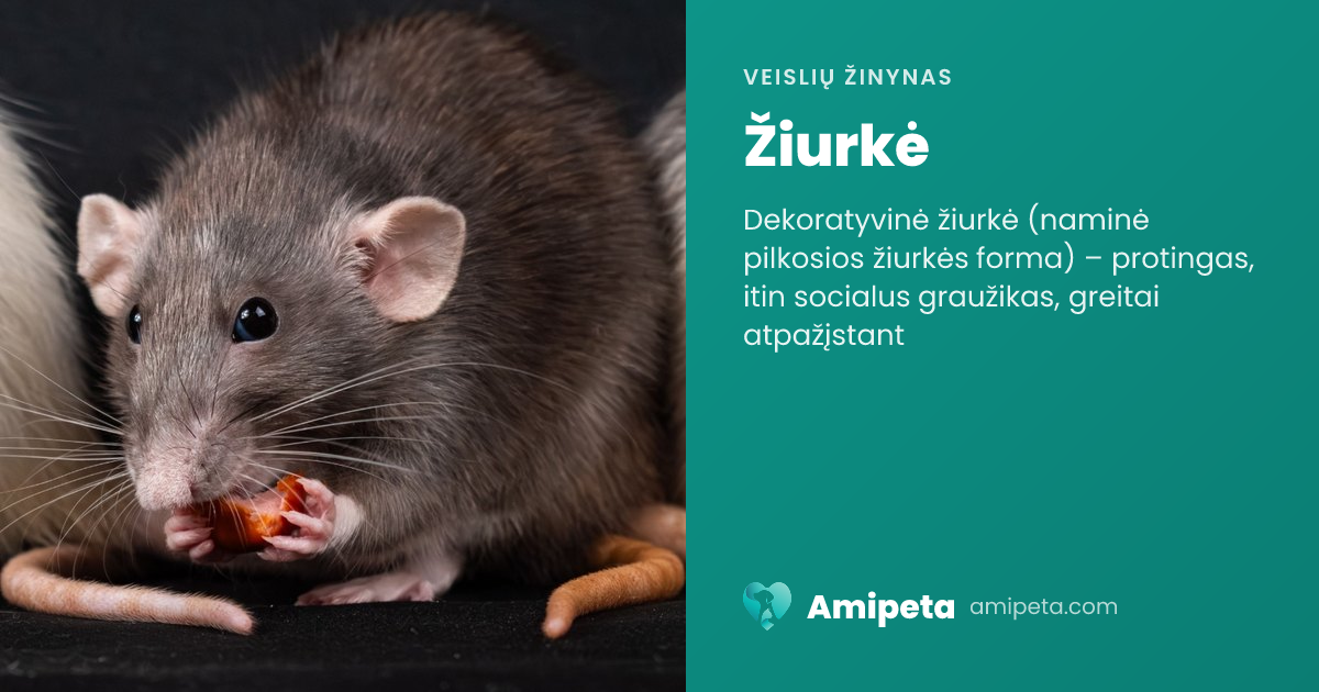 Žiurkė – veislės aprašymas | Amipeta