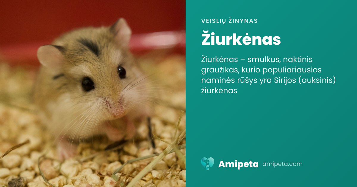 Žiurkėnas – veislės aprašymas | Amipeta