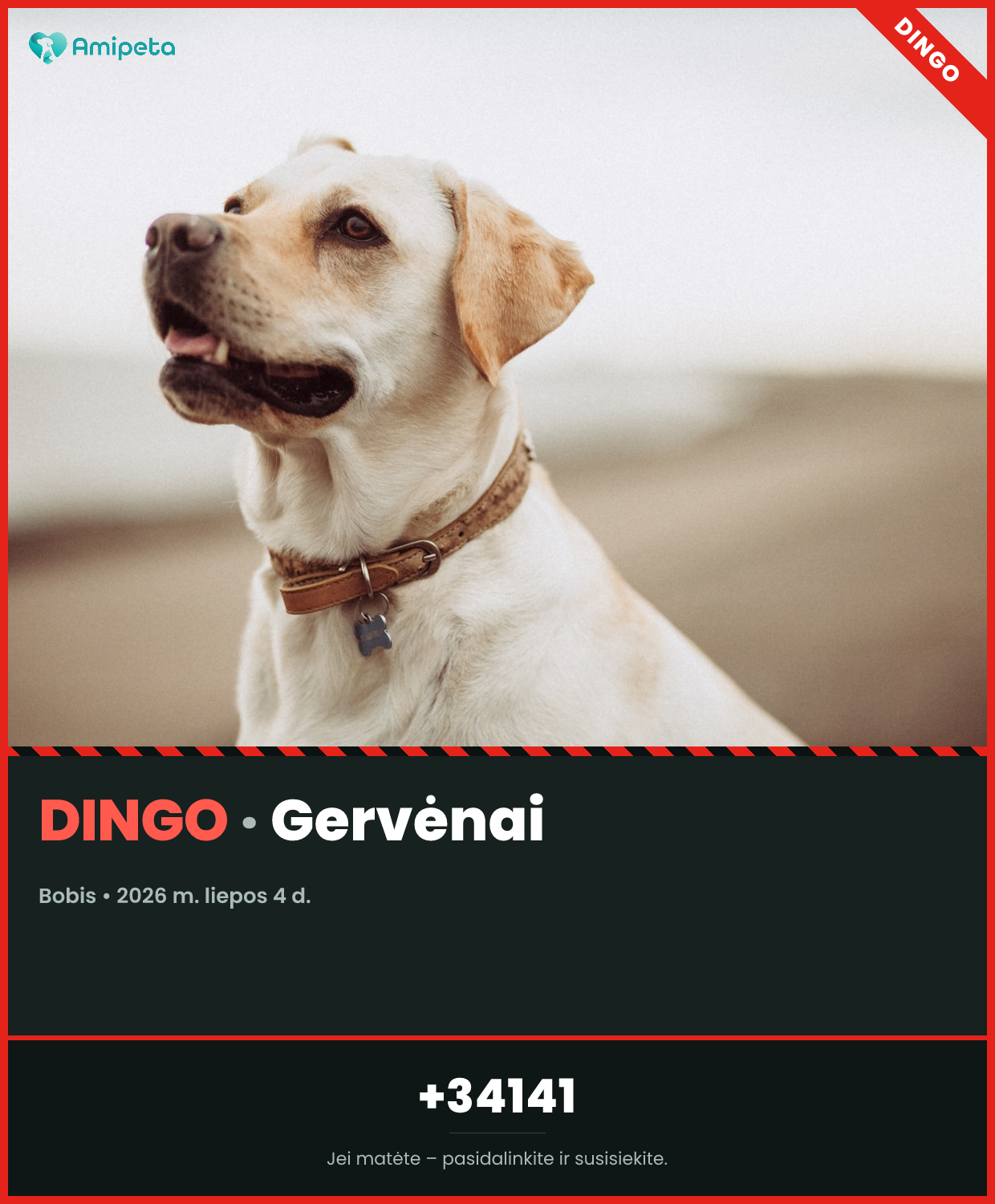 Dingęs augintinis: Bobis – Gervėnai