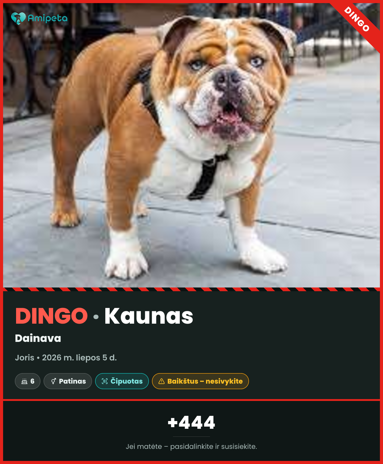Dingęs augintinis: Joris – Kaunas