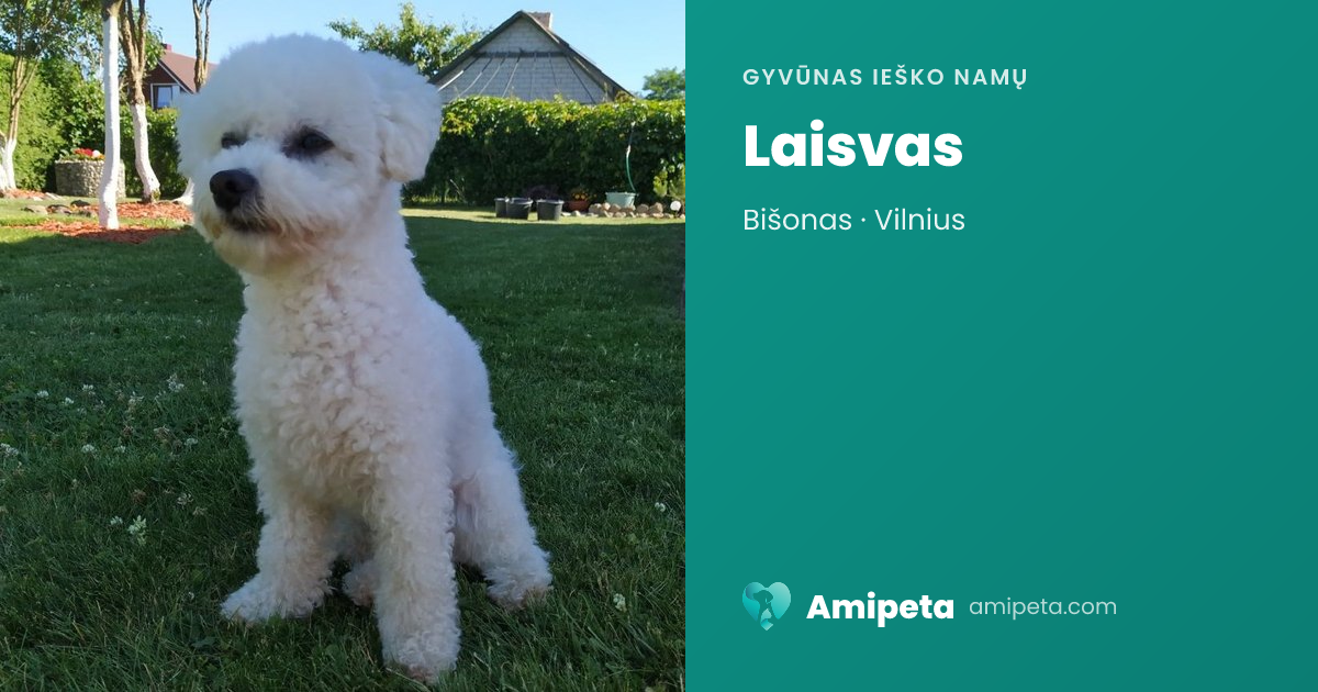 Laisvas ieško namų | Amipeta