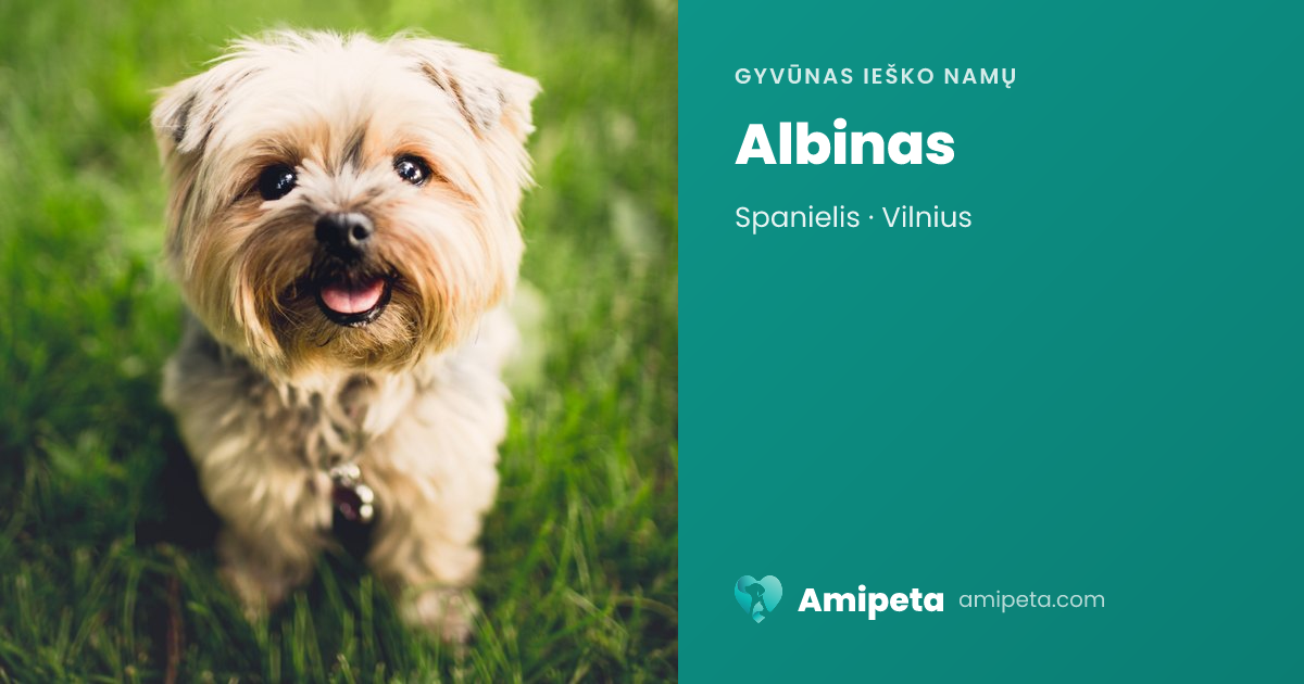 Albinas ieško namų | Amipeta