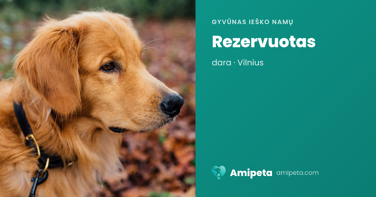 Rezervuotas ieško namų | Amipeta