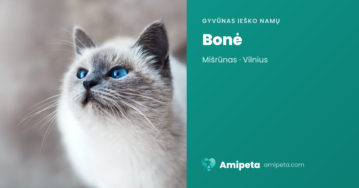 Bonė ieško namų | Amipeta