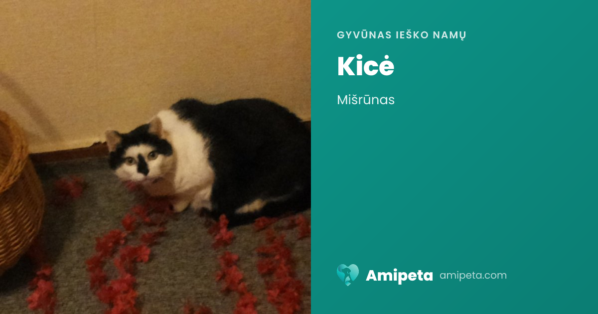 Kicė ieško namų | Amipeta