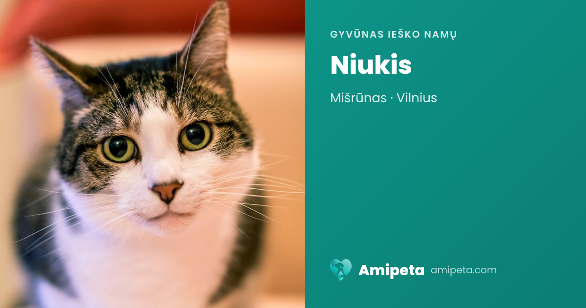 Niukis ieško namų | Amipeta