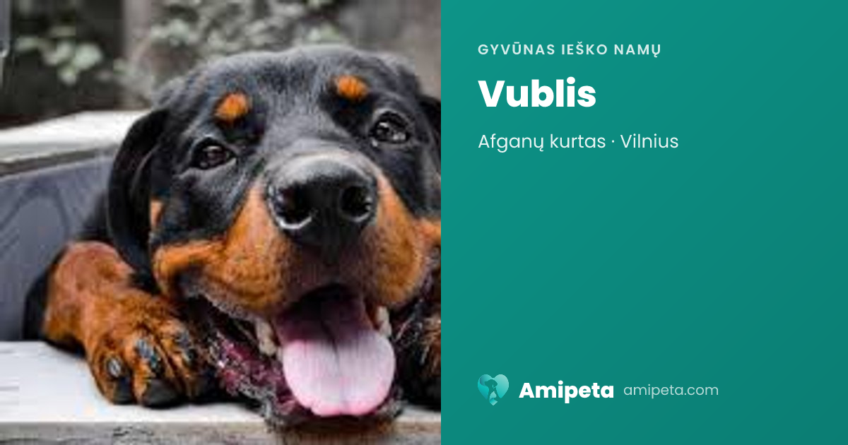 Vublis ieško namų | Amipeta