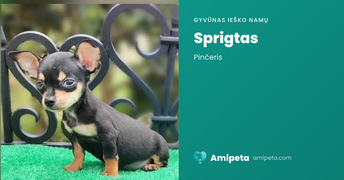 Sprigtas ieško namų | Amipeta