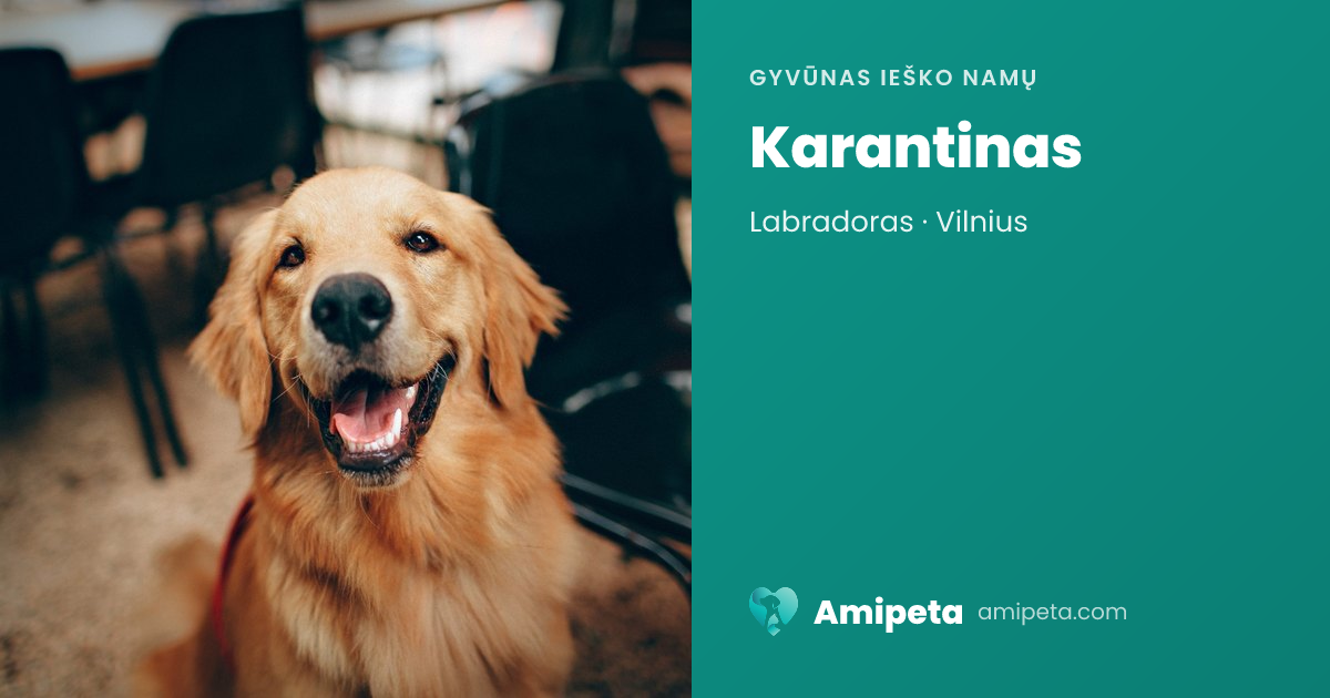 Karantinas ieško namų | Amipeta