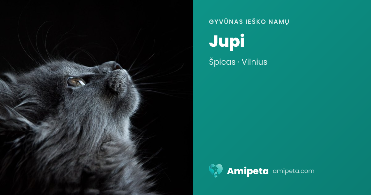 Jupi ieško namų | Amipeta