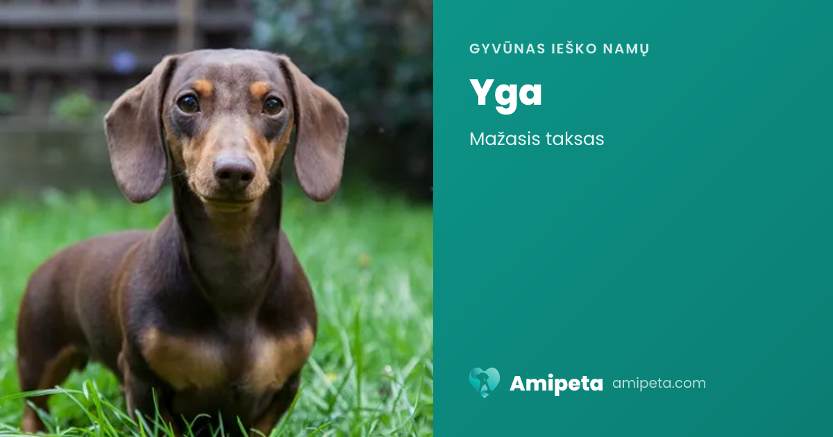 Yga ieško namų | Amipeta