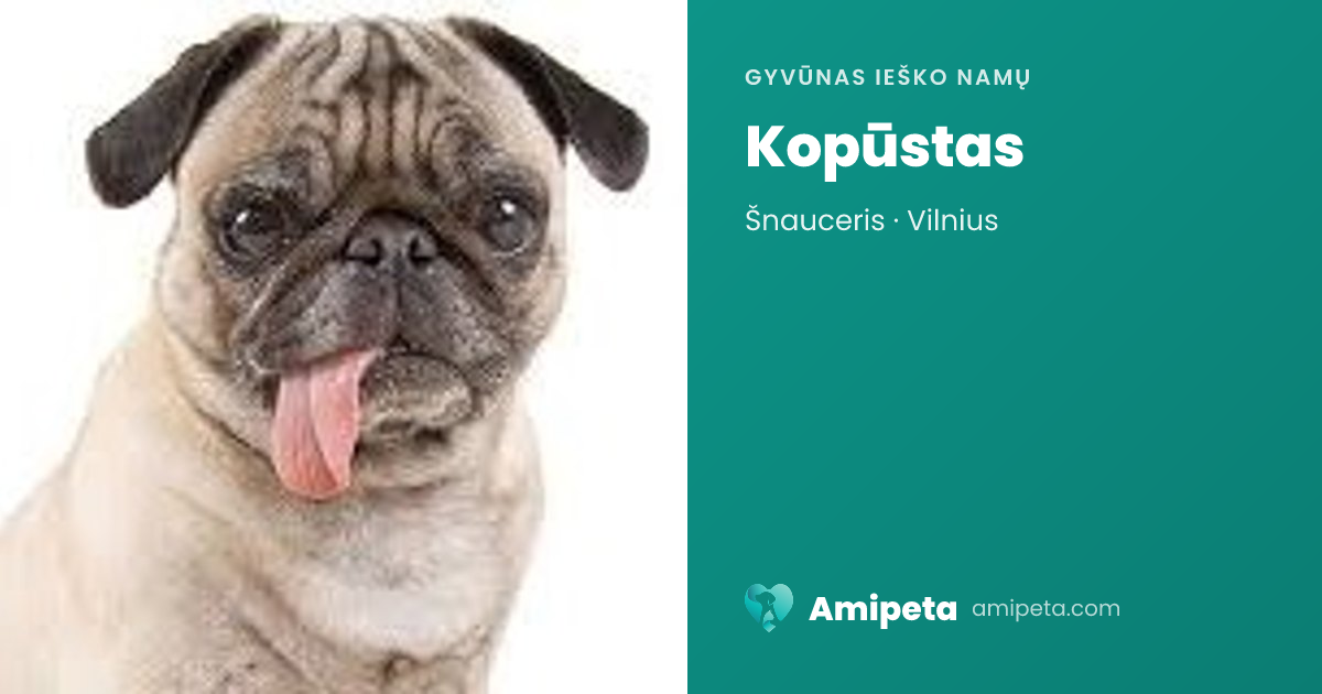 Kopūstas ieško namų | Amipeta