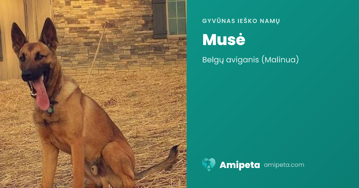 Musė ieško namų | Amipeta