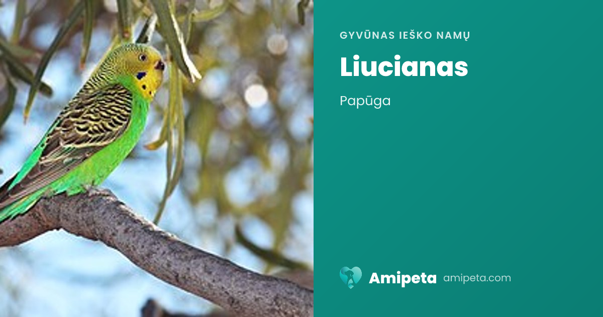 Liucianas ieško namų | Amipeta