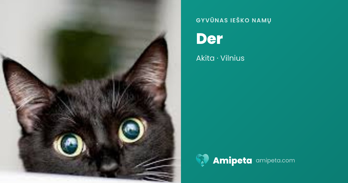 Der ieško namų | Amipeta