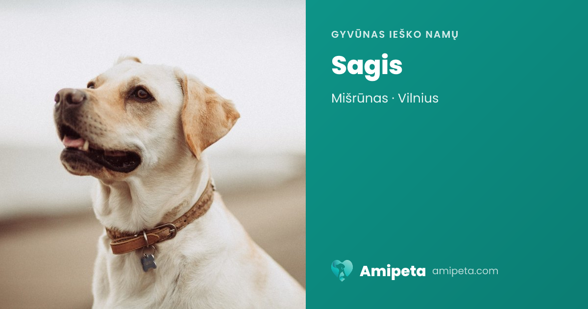 Sagis ieško namų | Amipeta