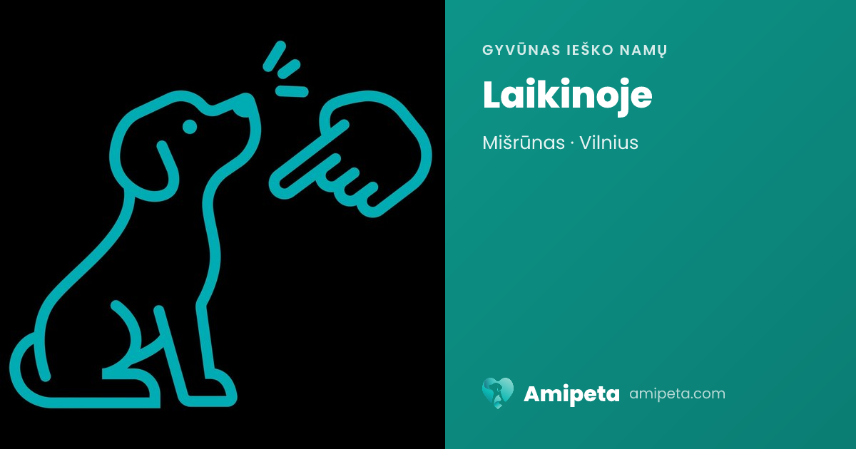 Laikinoje ieško namų | Amipeta